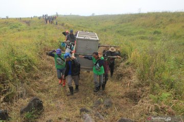 Macan Tutul Jawa dilepasliarkan di TN Gunung Ciremai