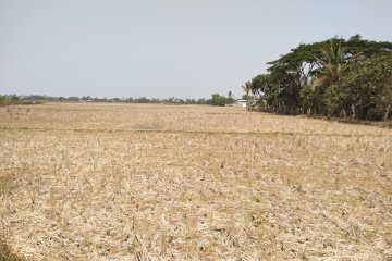 Ribuan hektare sawah di Karawang kekeringan