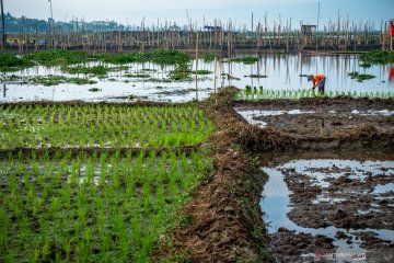 Kementan: Musim kemarau saatnya optimalisasi lahan rawa