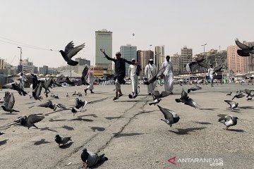 Merpati Masjidil Haram