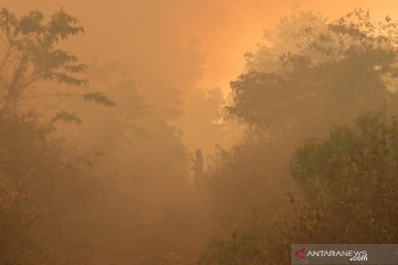 Kebakaran lahan di Aceh Barat meluas