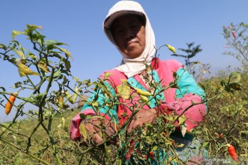 Harga cabai rawit di Kediri naik seiring musim panen raya cabai berakhir