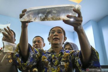 Menyelamatkan triliunan rupiah dari penyelundupan benih lobster