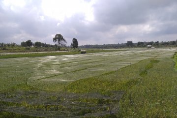 Ribuan hektare sawah di Jambi terancam kekeringan