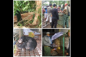 Dua ekor hewan kurban milik warga diterkam beruang madu