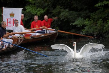 Swan Upping, tradisi unik menghitung jumlah angsa di Inggris