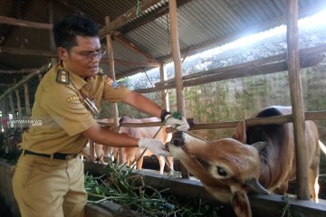 25 persen hewan kurban di Palembang tak penuhi syarat