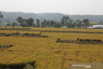 Produksi beras di Jabar tetap surplus di musim kemarau