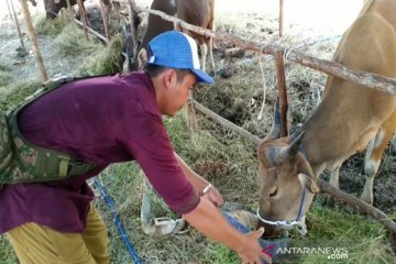 Penjualan hewan kurban di Sampit tetap laris meski harga naik