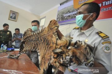 PENYELUNDUPAN KULIT HARIMAU SUMATERA