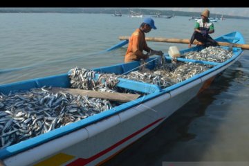 BPSPL jelaskan video viral ikan "terdampar" di Pantai Batu Bolong