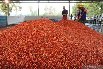 Produksi kopi arabika kualitas ekspor