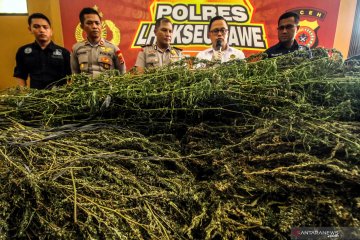 Rilis kasus lima hektare ladang ganja