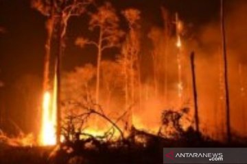 12,55 hektare hutan di Babel terbakar
