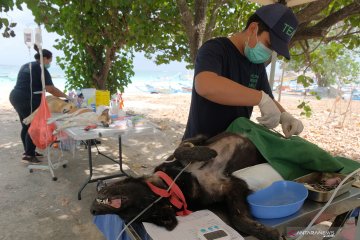 Sterilisasi anjing liar di Bali