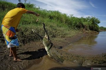 Sungai Dengan Populasi Buaya Terpadat di Dunia