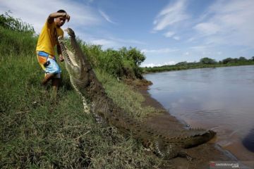 Sungai Dengan Populasi Buaya Terpadat di Dunia