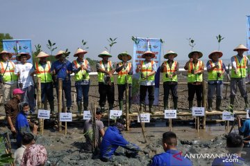 Kerusakan hutan mangrove di Banten capai 60 persen