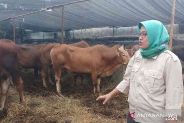 Kekurangan dokter hewan di Bekasi terasa saat Idul Adha