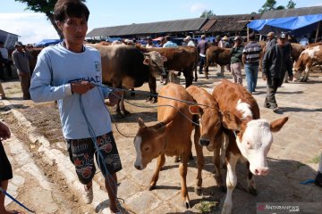 Harga hewan kurban naik