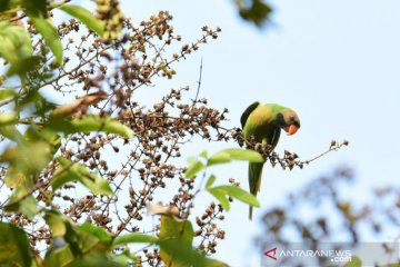 Populasi burung betet biasa terdata di enam RTH Jakarta