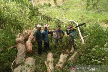 Polhut ungkap tersangka tambahan kasus kayu Hutan Sumbawa