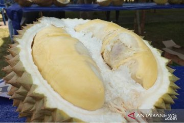 Dua bulan sekali Kalimantan Barat ekspor durian 53 ton ke China
