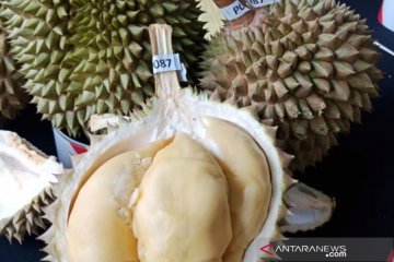 Festival durian digelar warga Pulau Sebatik, perbatasan RI-Malaysia