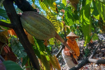 Petani kakao diingatkan waspada penyakit busuk buah saat musim hujan