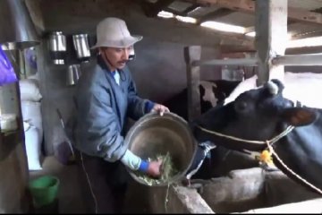Produksi susu sapi perah di Magetan menurun akibat kemarau