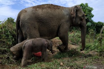 Gajah Sumatera melahirkan di Aceh Barat