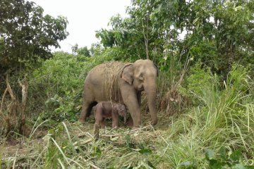 Gajah jinak di Aceh lahirkan bayi kedua