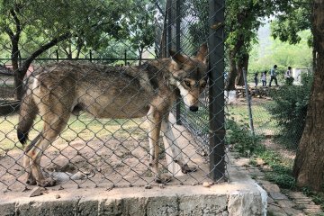 Pejabat Pakistan bertengkar gara-gara serigala kurus