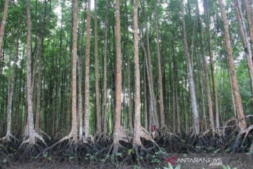 Hutan mangrove Langsa terlengkap di Asia Tenggara