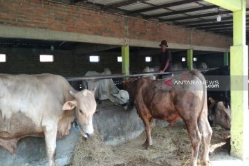 Pemkab Kulon Progo minta panitia urus izin lokasi potong hewan kurban