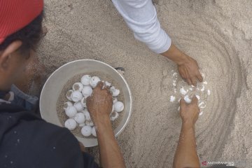 Upaya konservasi penyu di Pantai Jung Pakis