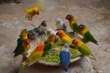 Ternak Burung Lovebird