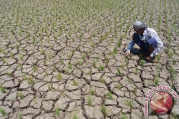 Ratusan hektare sawah di Madiun kekeringan