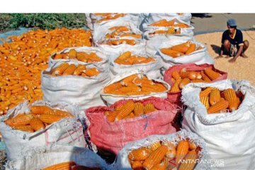 Jagung untuk pakan ternak ayam