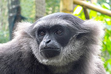 Owa jawa "Bali Zoo" dilepasliarkan ke Cagar Alam Jawa Barat