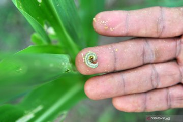 Tanaman jagung di Banyumas terserang ulat