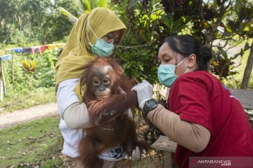 IAR Indonesia evakuasi orangutan yang dipelihara warga