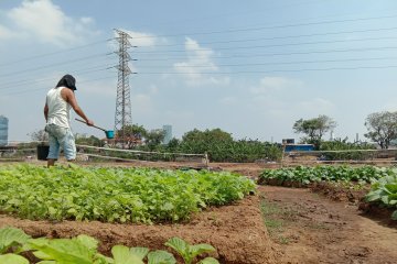 Warga Jakarta tanam sayuran di bantaran Sungai Ciliwung