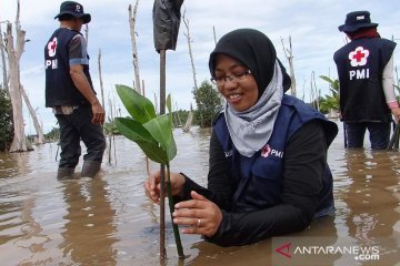 PMI berkomitmen jaga kelestarian hutan mangrove Indonesia