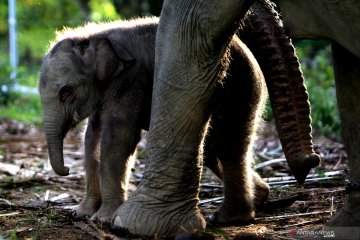 Kelahiran anak Gajah Sumatra