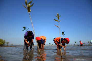 Menanam Mangrove untuk cegah abrasi pantai