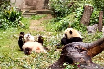 Kebun binatang Thailand pecahkan kasus kematian panda pinjaman China