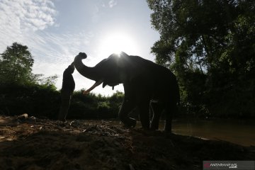 Patroli dengan gajah jinak