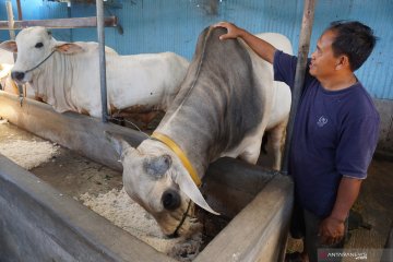 Pasar hewan kurban Palu kian ramai, pembeli datang dari provinsi lain