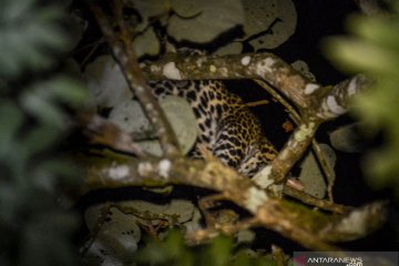 Macan tutul masuk perkampungan